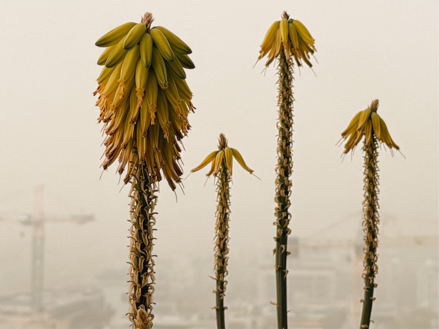 Aloe blooms in haze
