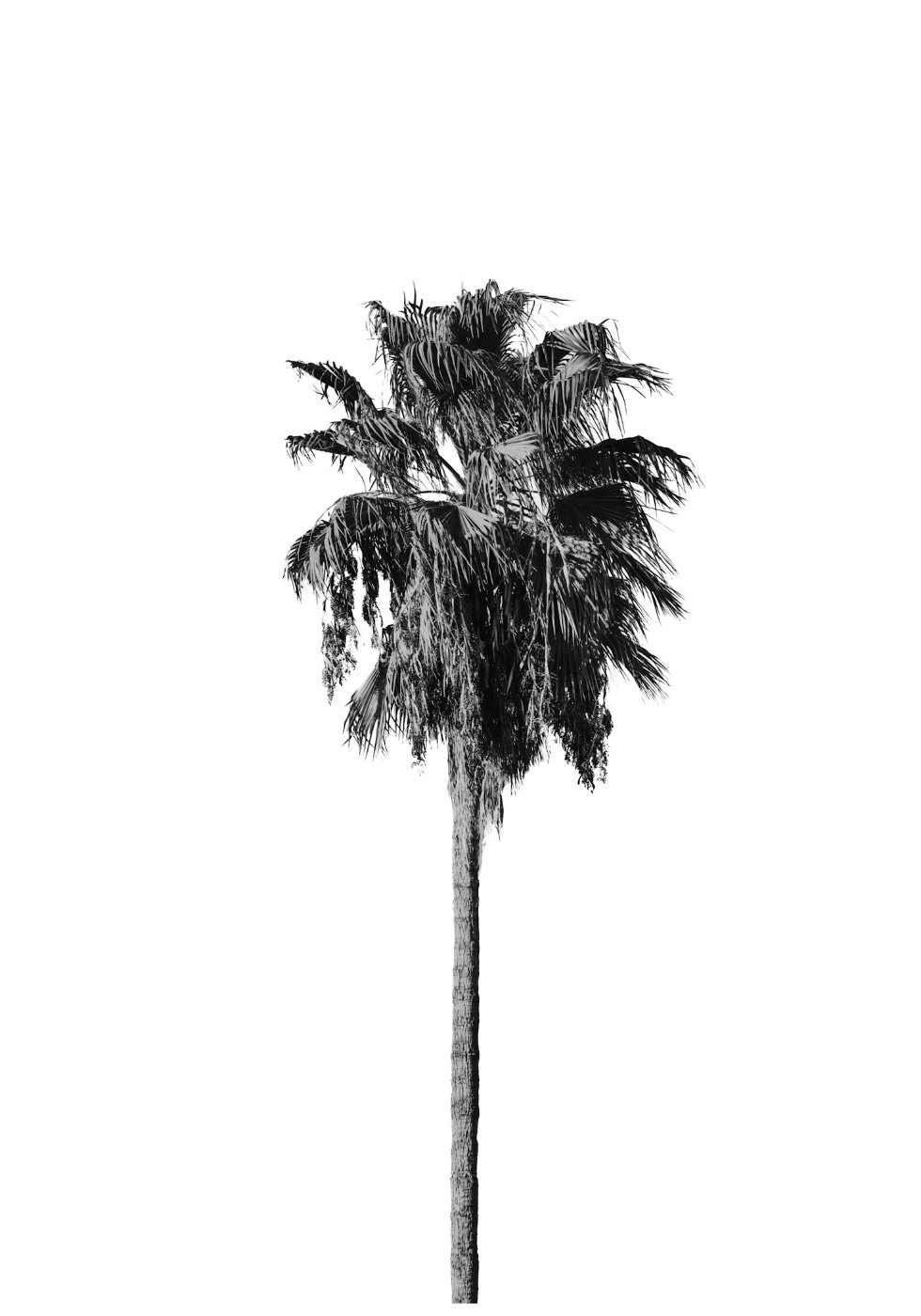 Palm tree