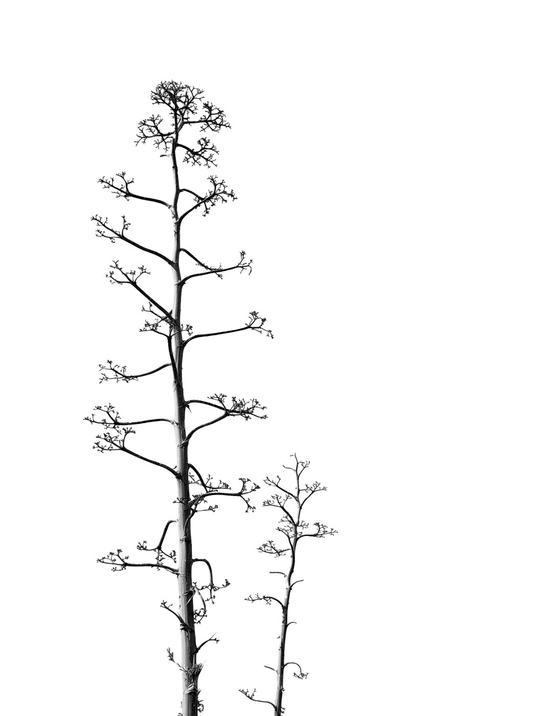 Agave stalk